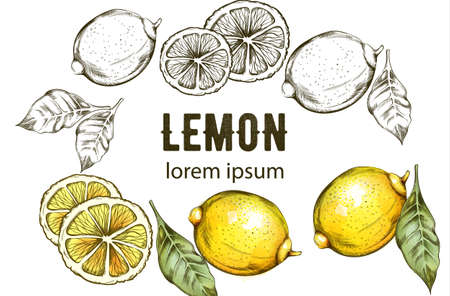 Sketch style yellow lemons with green leavesのイラスト素材