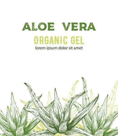 Aloe Vera organic gel with line art style drawings. Place for text. Vectorのイラスト素材