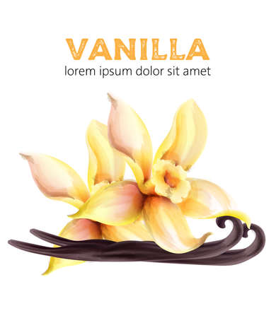 Vanilla watercolor sticks and leaves. Healthy products vectorのイラスト素材
