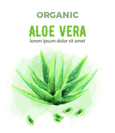 Organic green watercolor Aloe Vera plant with pieces. Vectorのイラスト素材