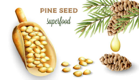 Pine nuts in shovel. Cone with green leaves and oil dripping. Watercolor vectorのイラスト素材