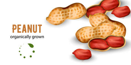 Organically grown peanuts in watercolor styleのイラスト素材