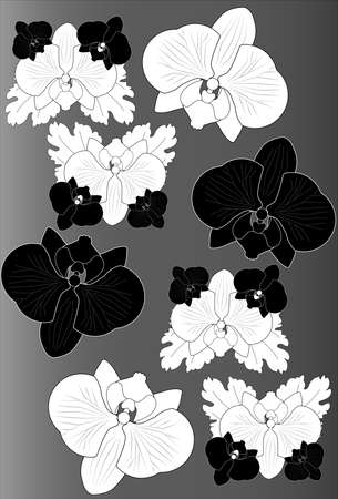 Black and white orchids on gray background. Monochromeのイラスト素材