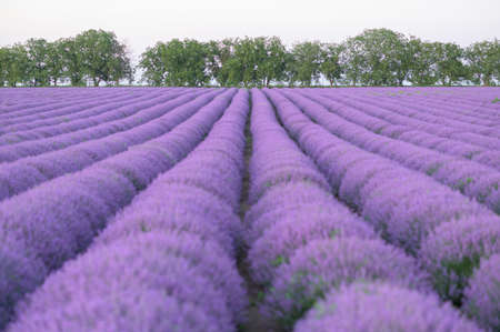 Beautiful lavender field in bloom. Purple colorful background