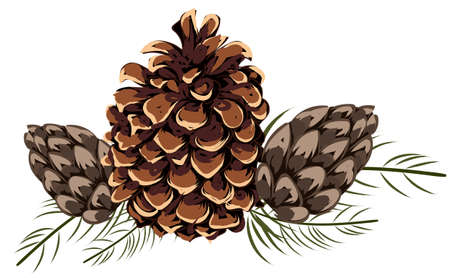 Composition of pine cones and spiky leaves. Autumn thematicsのイラスト素材