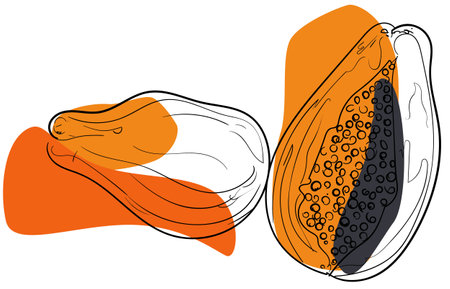 Hand drawn halved and whole papaya fruit with orange color schemeのイラスト素材