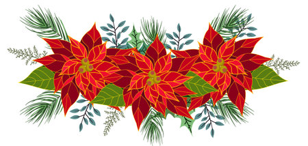 Christmas poinsettia flowers with green leaves and twigsのイラスト素材