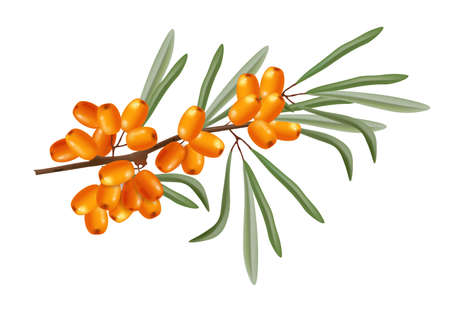 Buckthorn branch vector realistic isolated plant growingsのイラスト素材
