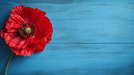 Red poppies on blue wooden background. Top view with copy spaceの素材