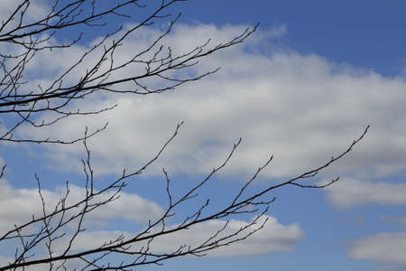 Tree wakes upの写真素材