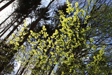 Glowing leavesの写真素材