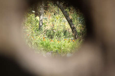 Garden seen through a hole in wooden gateの写真素材