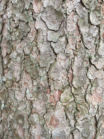 Tree bark