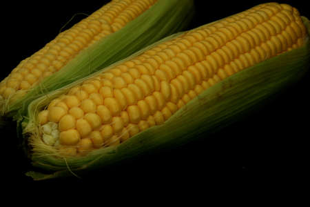 Corncob on dark backgroundの写真素材