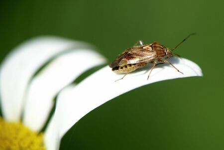 insect on daisy 