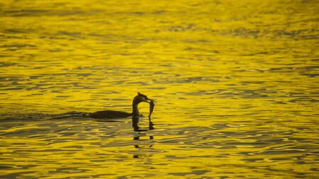 Ducks on water