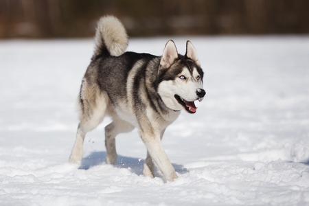 Husky on a white snow background at winter time