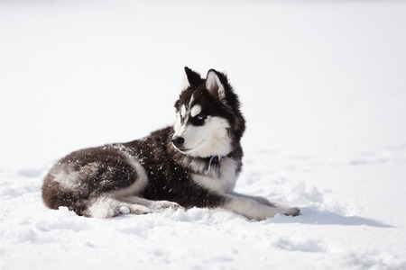 Husky on a white snow background at winter timeの写真素材