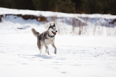 Husky on a white snow background at winter timeの写真素材