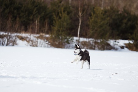 Husky on a white snow background at winter timeの写真素材