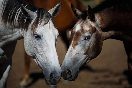 Wild horses close-up on the field at summer timeの写真素材