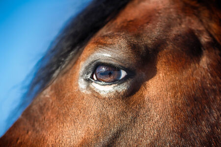 A detail of a horse eye at autumn timeの写真素材