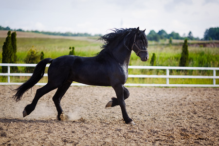 Running frisian horse in the open manegeの写真素材
