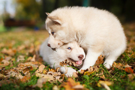 Two husky puppy on the leaves in autumnの写真素材