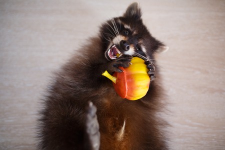 Close-up portrait of raccoon with toy on a grey backgroundの写真素材