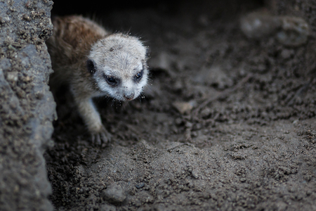 Close-up baby meerkat gets out of mink