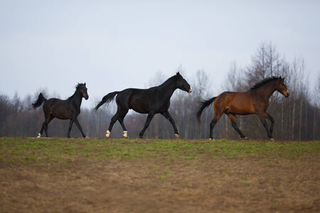 Three wild horses running on the meadow at autumn timeの写真素材