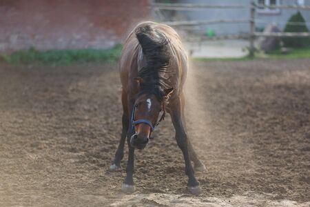 Wild horses on the meadow at autumn timeの写真素材