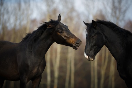 Wild horses on the meadow at autumn timeの写真素材