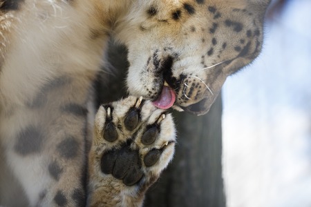 portrait of a snow leopard paw licking closeup