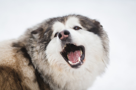 The jaws of the dog of malamute on the white background at winter timeの写真素材