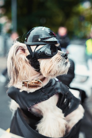 Tough biker dog on the street in cityの写真素材