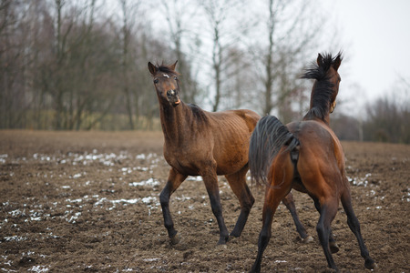 Wild horses on the meadow at winter time