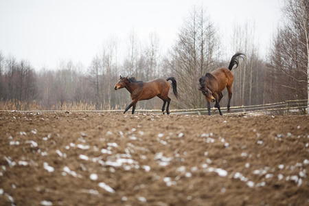 Wild horses on the meadow at winter timeの写真素材