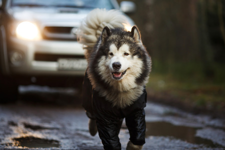 Malamute portrait in front of the machine running at duskの写真素材