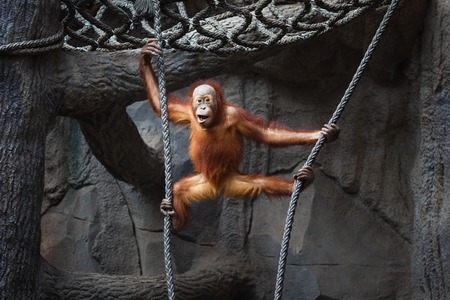 Portrait of a funny kid of orangutan hanging on a ropeの写真素材