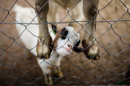 Portrait of funny kid of goat on the foreground legs of another one goat