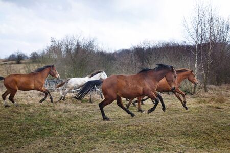 Herd of running horses on the  dirty meadow at spring timeの写真素材