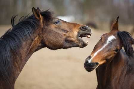 Wild horses on the meadow at spring timeの写真素材