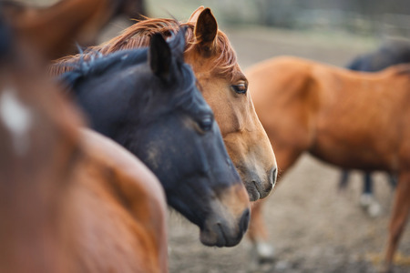 Wild horses on the meadow at spring timeの写真素材
