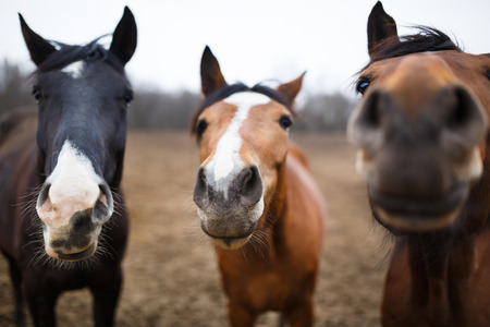 Wild horses on the meadow at spring timeの写真素材