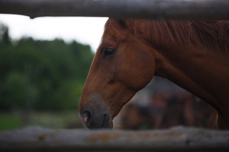 Portrait of a horse on the meadow before thunderstormの写真素材