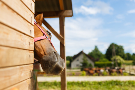Head of horse looking over the stable doorsの写真素材