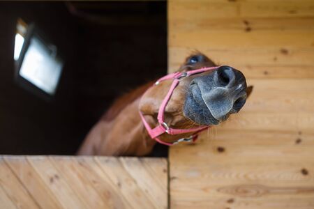 Head of horse looking over the stable doorsの写真素材