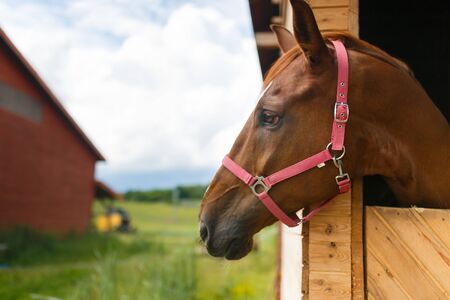 Head of horse looking over the stable doorsの写真素材