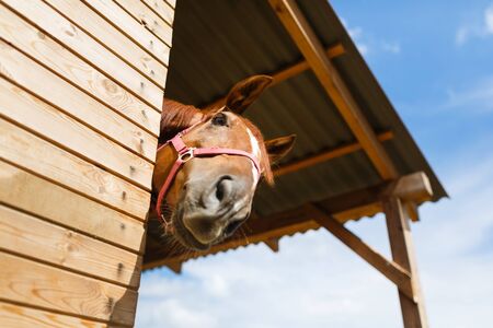 Head of horse looking over the stable doorsの写真素材